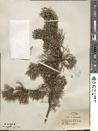 Pinus banksiana image