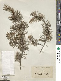 Pinus banksiana image