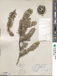 Pinus banksiana image