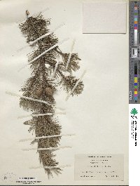 Pinus banksiana image