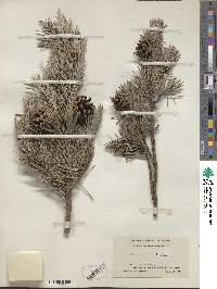 Pinus banksiana image