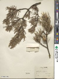 Pinus banksiana image