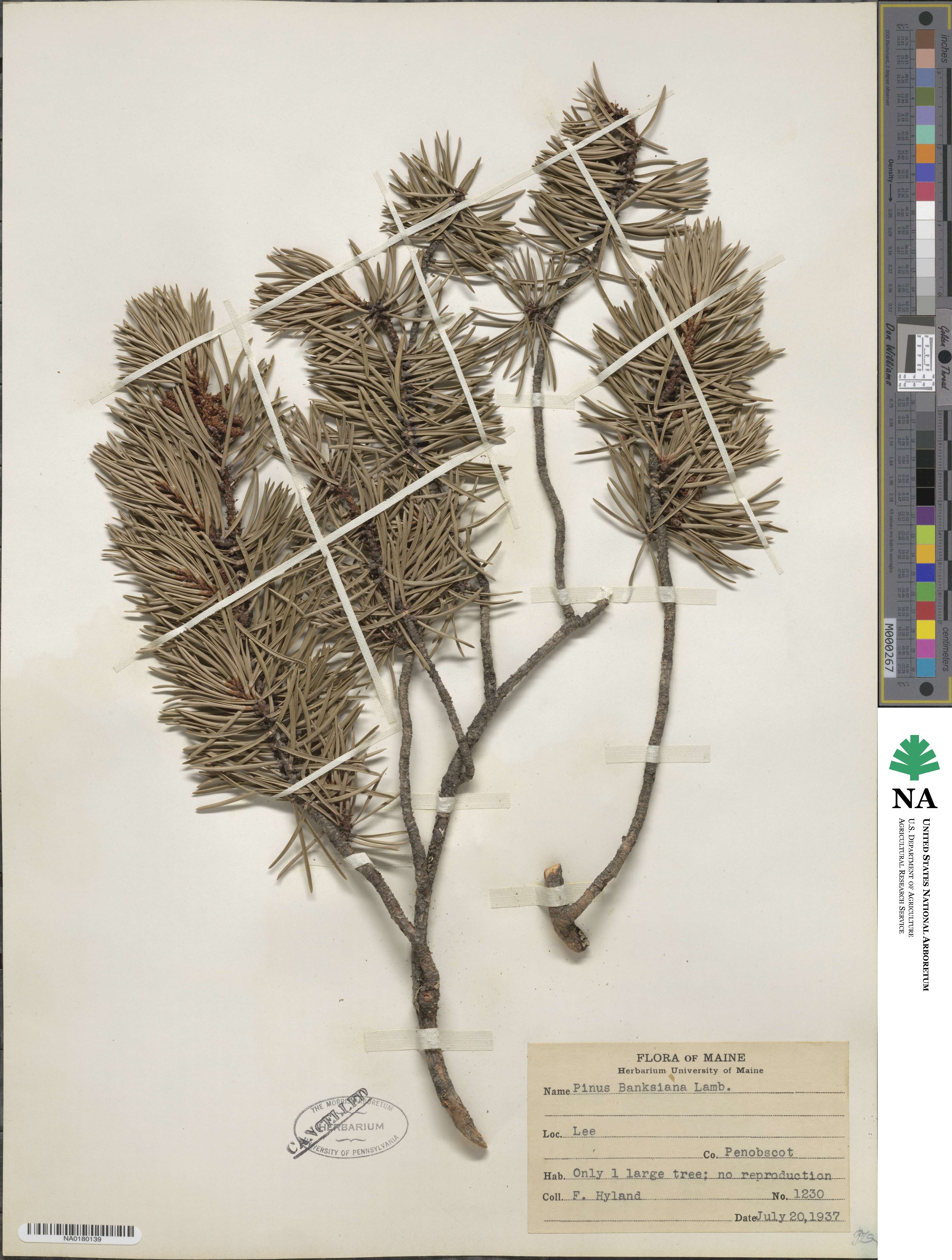 Pinus banksiana image