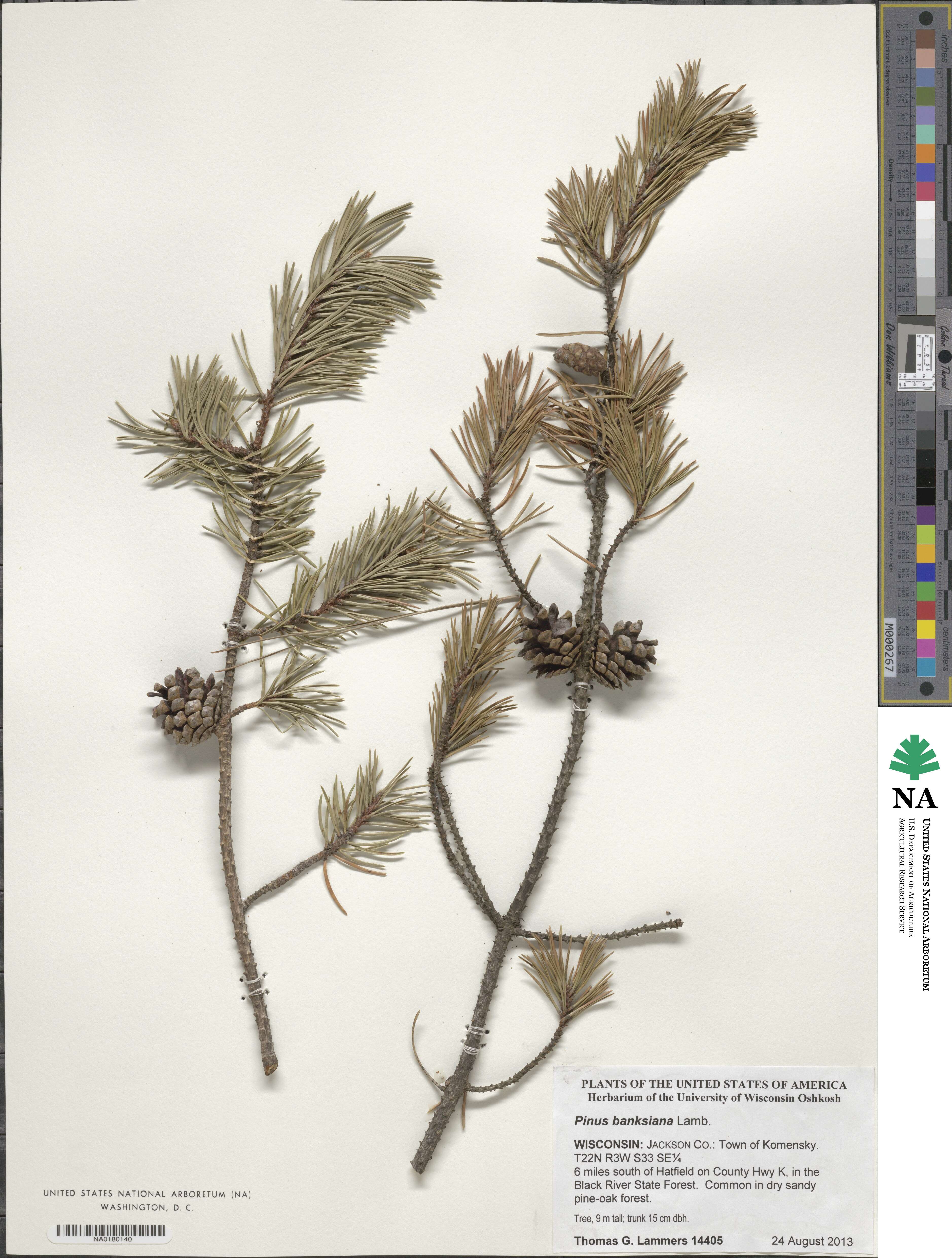 Pinus banksiana image