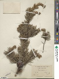 Pinus banksiana image