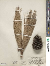 Pinus caribaea image