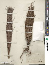 Pinus caribaea image