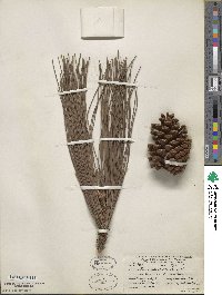 Pinus caribaea image