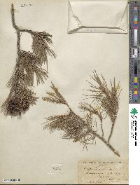 Pinus cembroides image