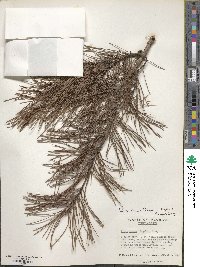 Pinus clausa image