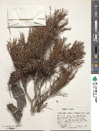 Pinus clausa image