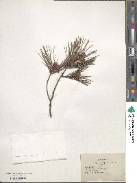 Pinus clausa image