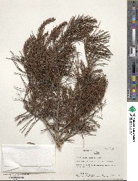 Pinus clausa image