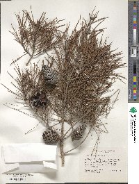 Pinus clausa image