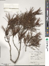 Pinus clausa image