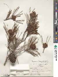 Pinus clausa image