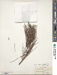 Pinus clausa image