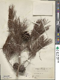 Pinus clausa image