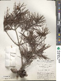 Pinus clausa image