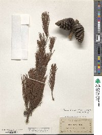 Pinus clausa image