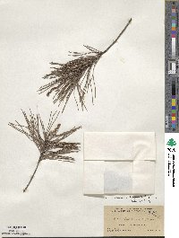 Pinus clausa image