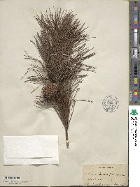 Pinus clausa image