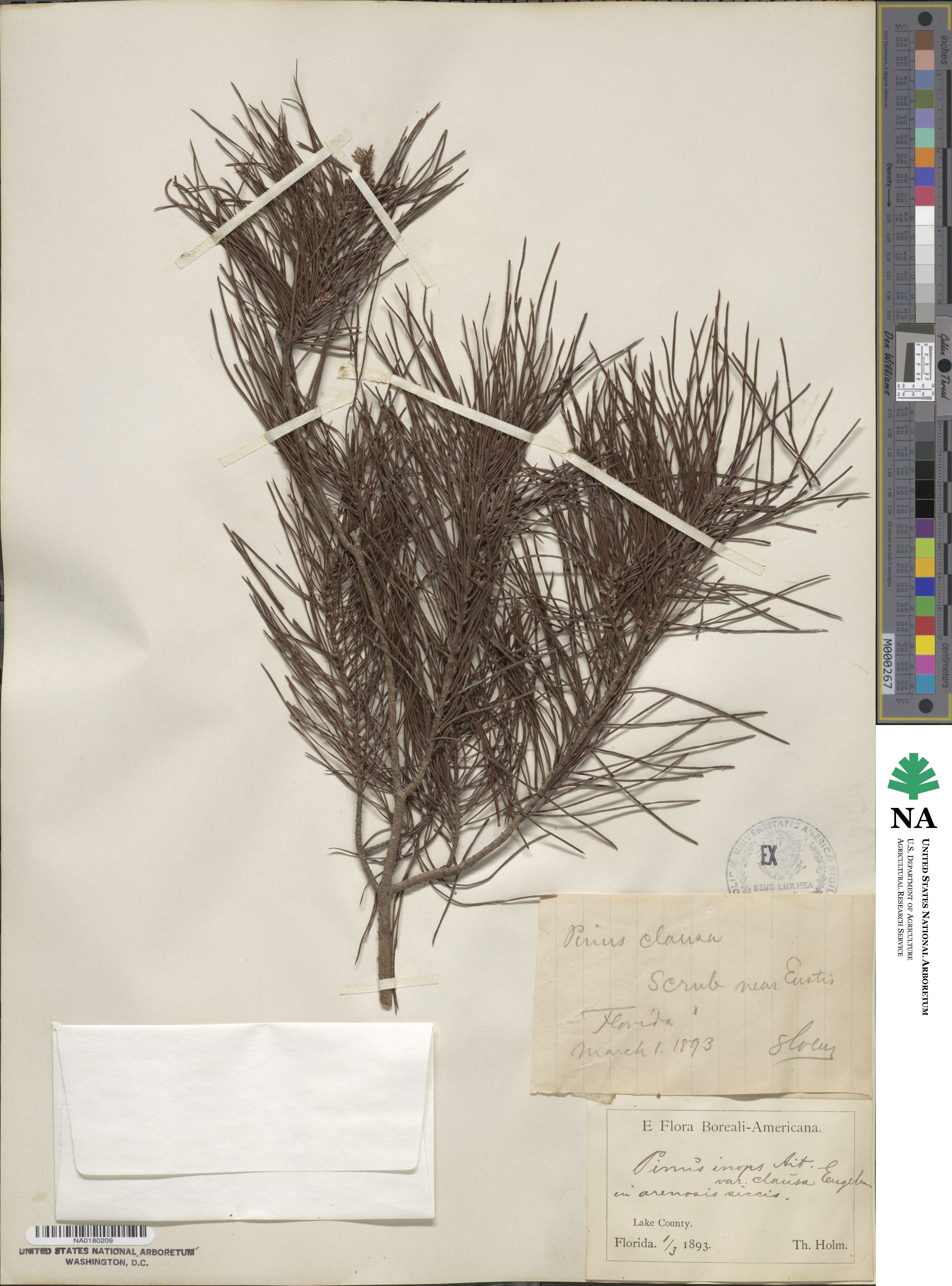 Pinus clausa image