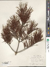 Pinus clausa image