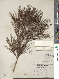 Pinus clausa image