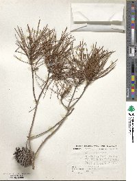 Pinus clausa image