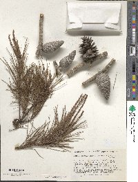 Pinus clausa image