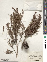 Pinus clausa image