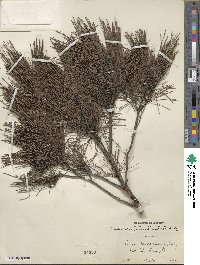 Pinus clausa image