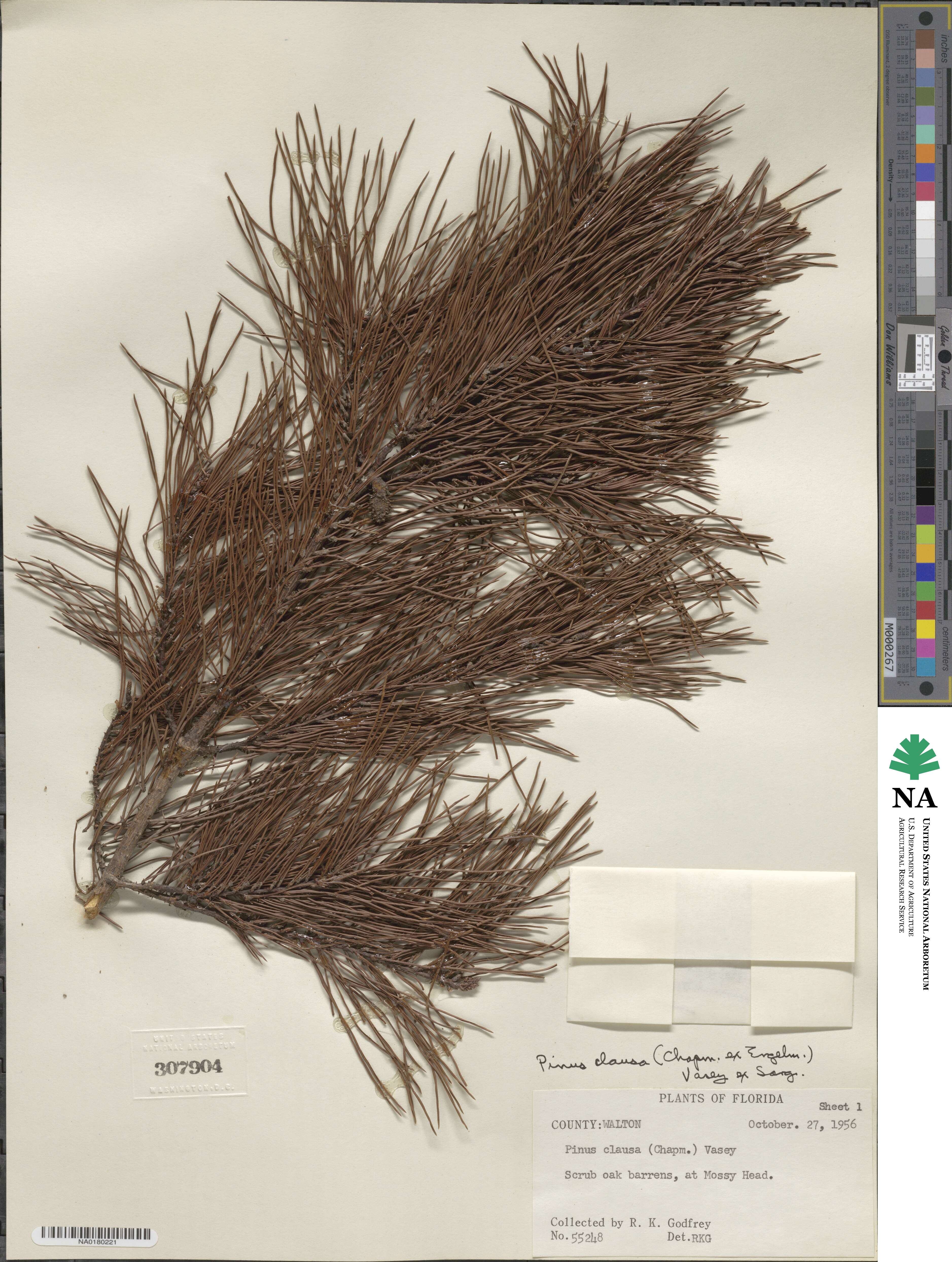 Pinus clausa image