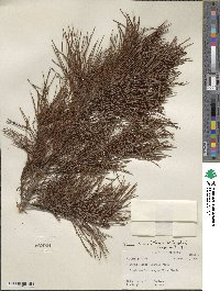 Pinus clausa image