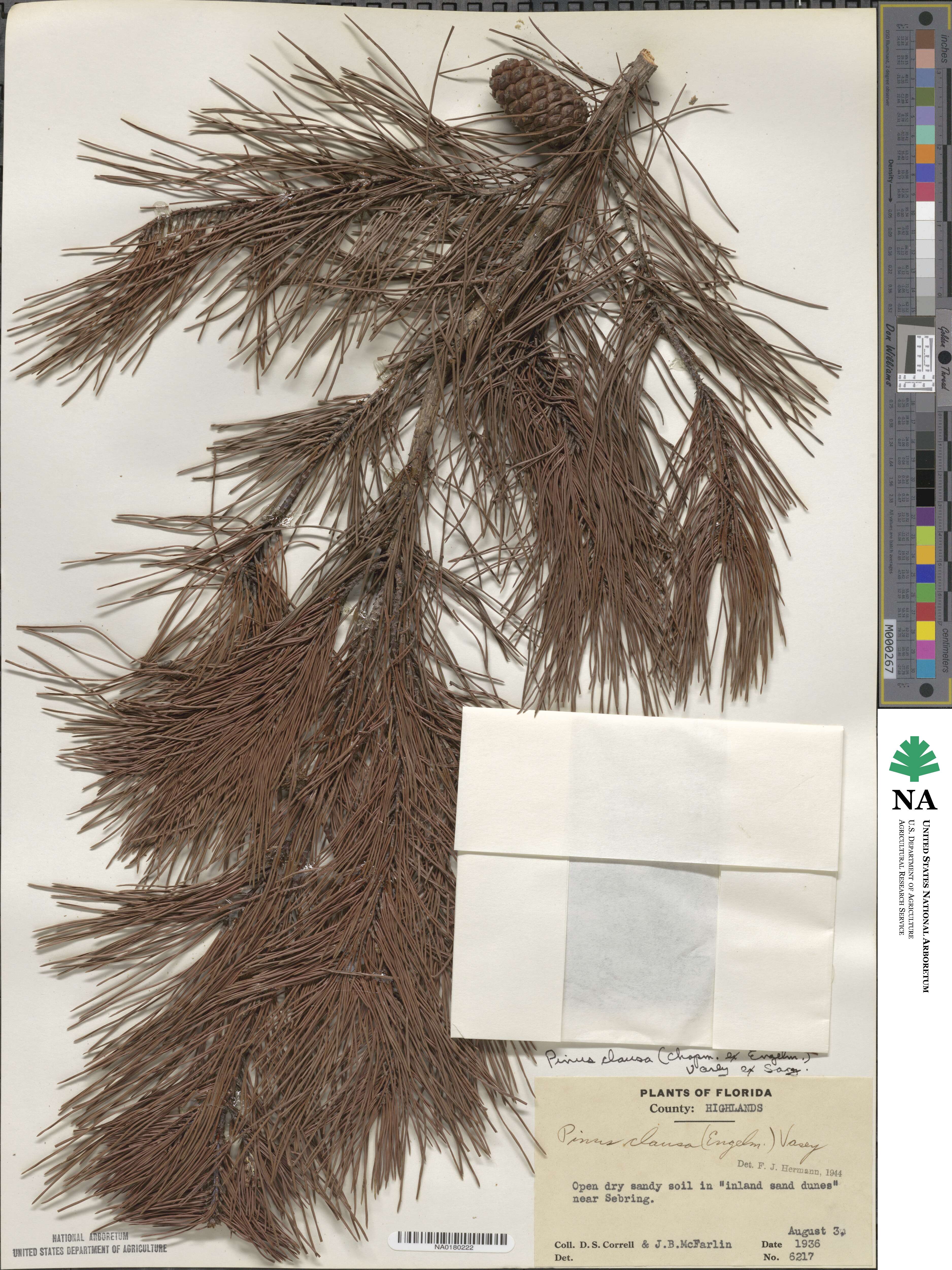 Pinus clausa image