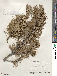 Pinus contorta image