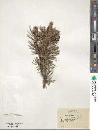 Pinus contorta image