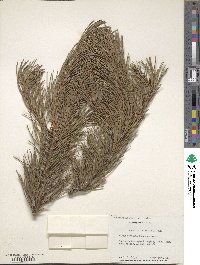 Pinus contorta image