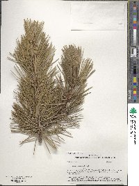 Pinus contorta image