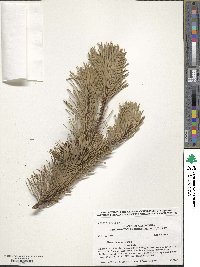 Pinus contorta image