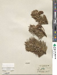 Pinus contorta image