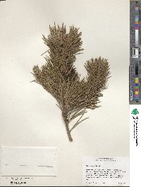 Pinus contorta image