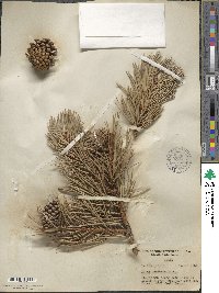 Pinus contorta image