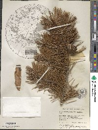 Pinus contorta image