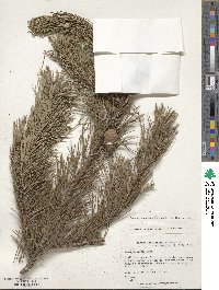 Pinus contorta image