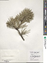 Pinus contorta image