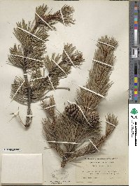 Pinus contorta image