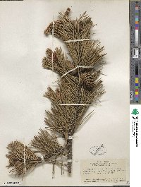 Pinus contorta image