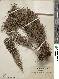 Pinus contorta image